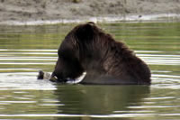 See the bears at the Alaska Bear Interpretive Center in Portage Alaska.