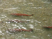 Ship creek salmon in Anchorage Alaska.