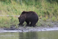 Brown Bears at the Alaska Wildlife Conservation Center.